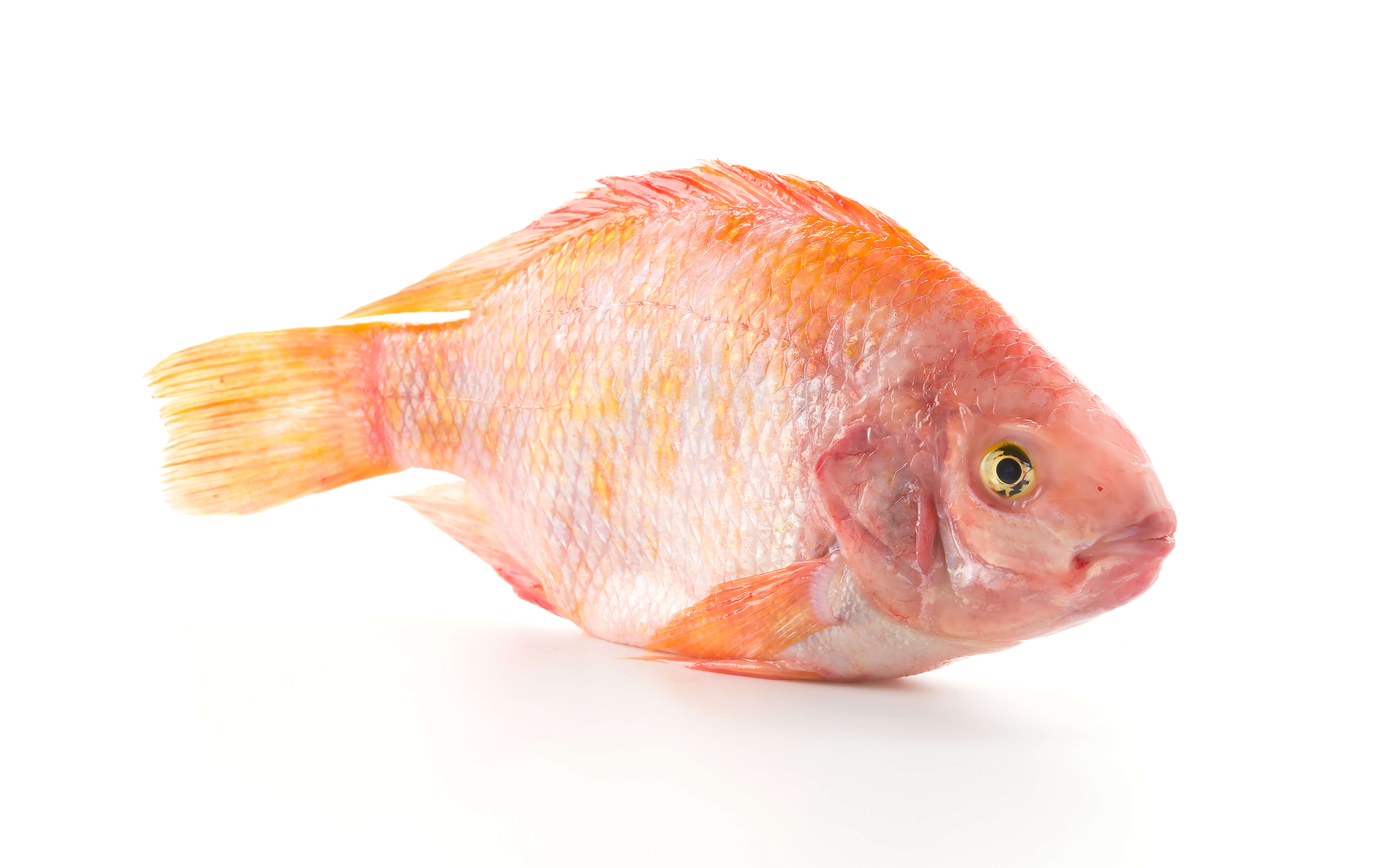 redtilapia